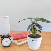 Calathea Beauty Star, with 5.5 inches white decor pot